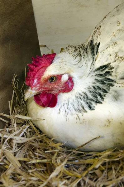 Курица внутри гнездовой коробки — стоковое фото