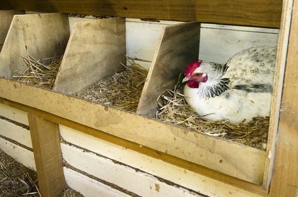 Chicken inside of a nesting box — Stock Photo, Image