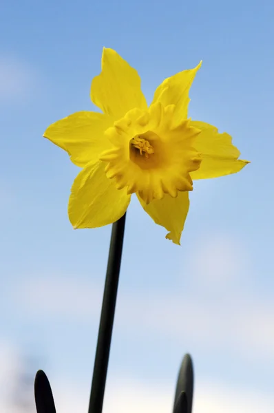 Sárga nárcisz virág - Narcissus növény — Stock Fotó