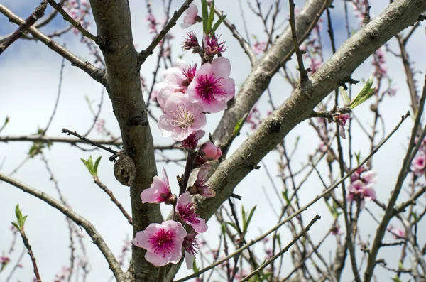 Almond blossom — Stock Photo, Image