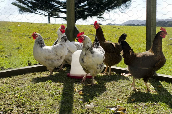 农场的鸡只 — 图库照片