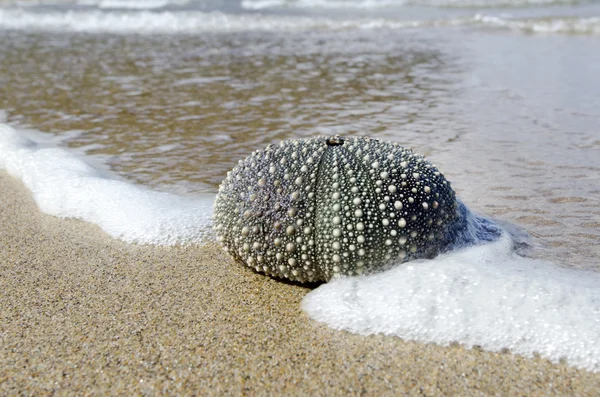 Coquille de Chine — Photo