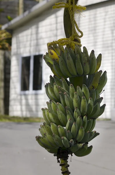 Bunch of unripe bananas — Stock Photo, Image