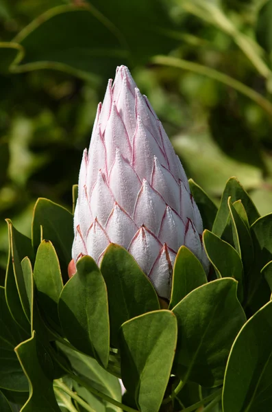 Flor de Protea — Foto de Stock