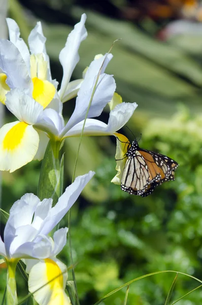 Monarcha buterfly nectaring z kwiatów — Zdjęcie stockowe