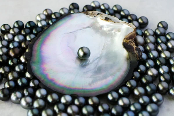 Coltivazione di perle nere — Foto Stock