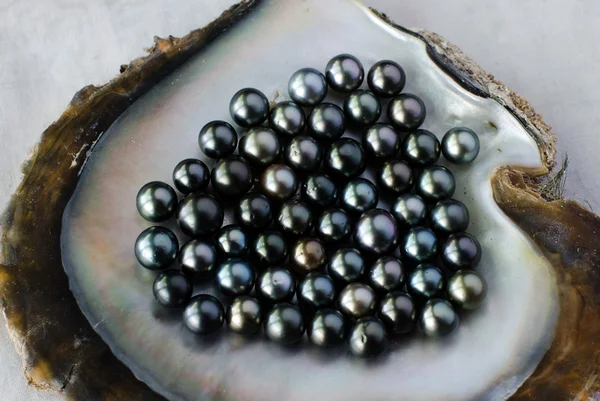 Cultivo de perlas negras — Foto de Stock