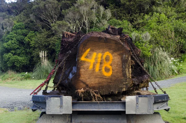 Kauri arbre — Photo