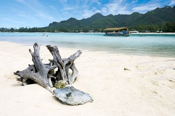 Місті Muri лагуни в rarotonga острови Кука — стокове фото