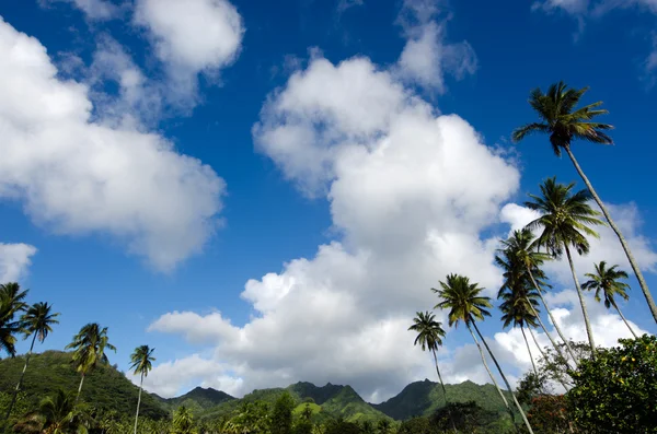 Krajina na ostrově rarotonga, Cookovy ostrovy — Stock fotografie