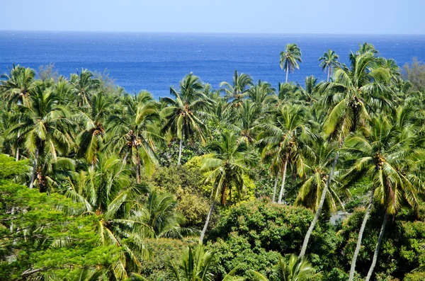 Bladerdak van kokosnoot palmen — Stockfoto