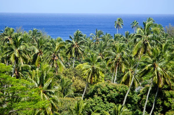 Canopy of coconut palm trees — Stock Photo, Image