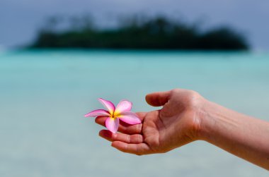 Frangipani (Plumeria rubra)
