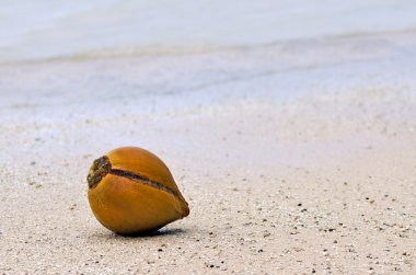 Kumsalda hindistan cevizi