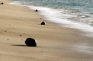 Kumsalda hindistan cevizi