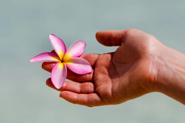 Frangipanier (plumeria rubra) — Photo