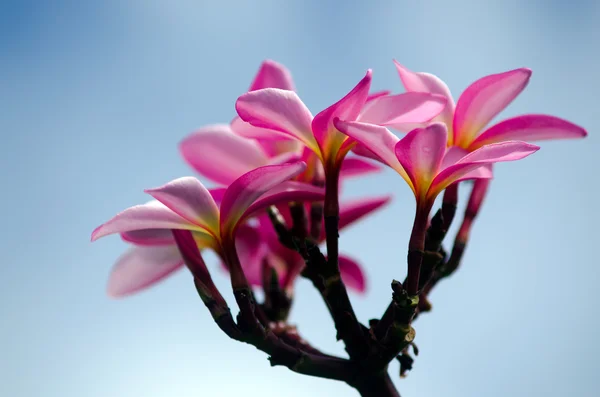 Frangipani (Plumeria rubra) — Stock Photo, Image