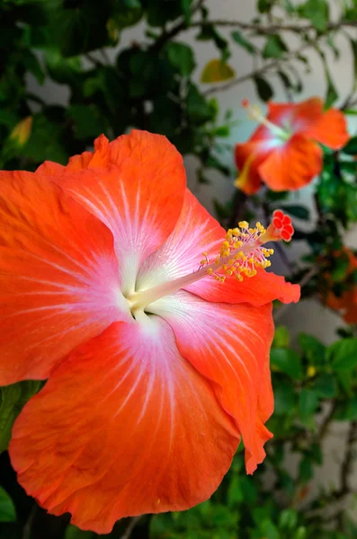 Hibiscus fleur tropicale — Photo