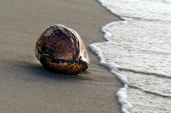 Coconut on the beach — Stock Photo, Image