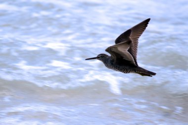 Chorlito Dorado Pacifico