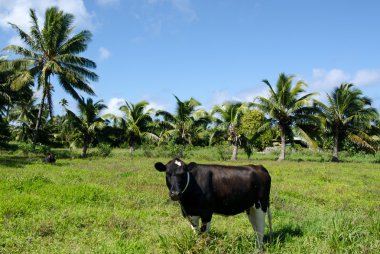 Two cows in Pacific Island clipart