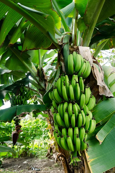 Frutteto di banane — Foto Stock