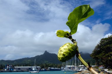 Morinda citrifolia tropik ağaç
