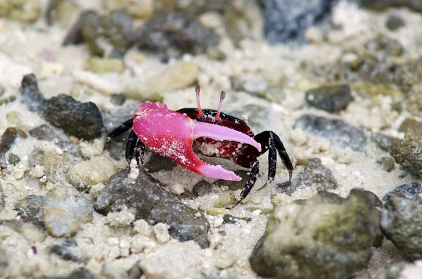 Caranguejo Fiddler - Aitutaki Lagoa Ilhas Cook — Fotografia de Stock