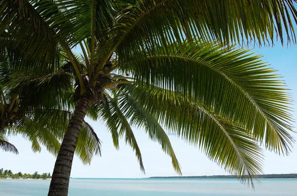 Kokosowe drzewo w Wyspy Cooka laguny aitutaki — Zdjęcie stockowe