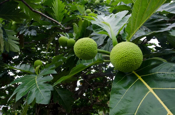 Pohon bibit pohon — Stok Foto