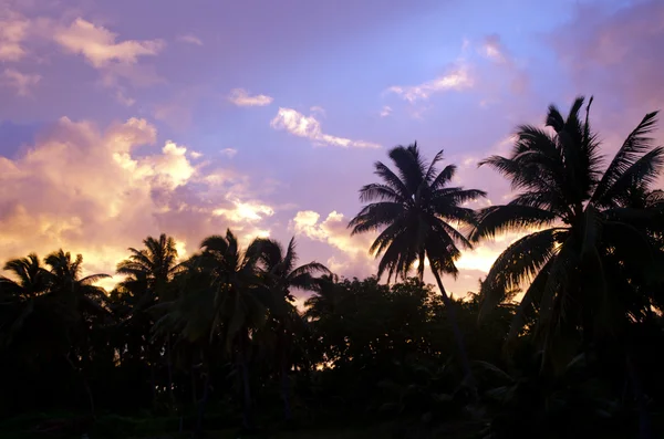 Kokosnöt träd i aitutaki lagunen Cooköarna — Stockfoto