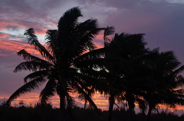 Cocotier dans la lagune d'Aitutaki Îles Cook — Photo