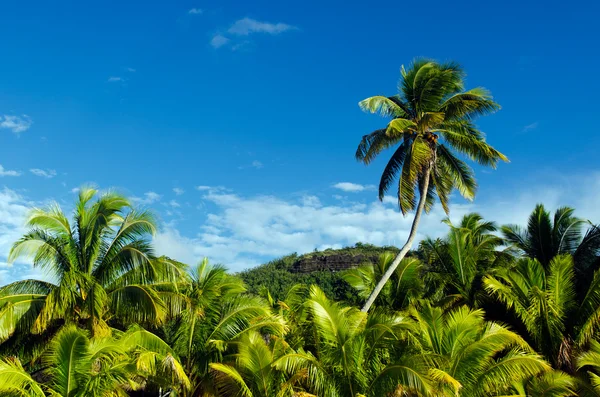 Árboles de coco en Laguna de Aitutaki Islas Cook —  Fotos de Stock