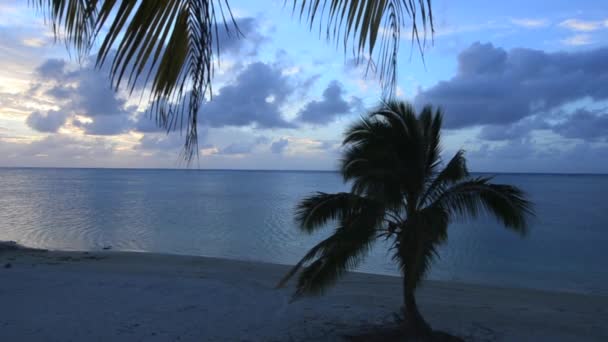 Árbol de Coco en Laguna de Aitutaki Islas Cook — Vídeo de stock