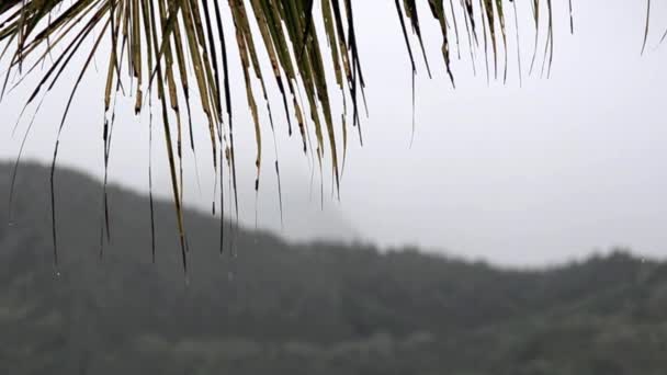 椰子の木の上の熱帯雨林 — ストック動画