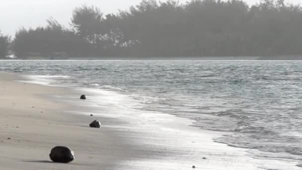 Cocos yacen en la playa — Vídeo de stock