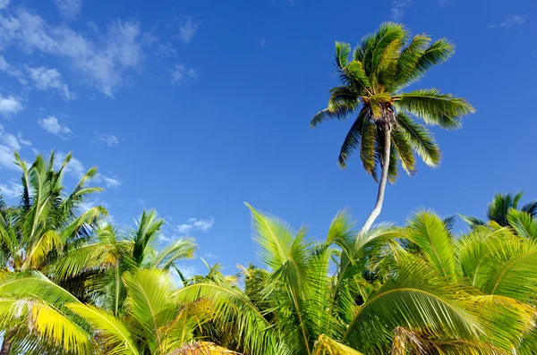 Coconut Trees in Aitutaki Lagoon Cook Islands — Stock Photo, Image