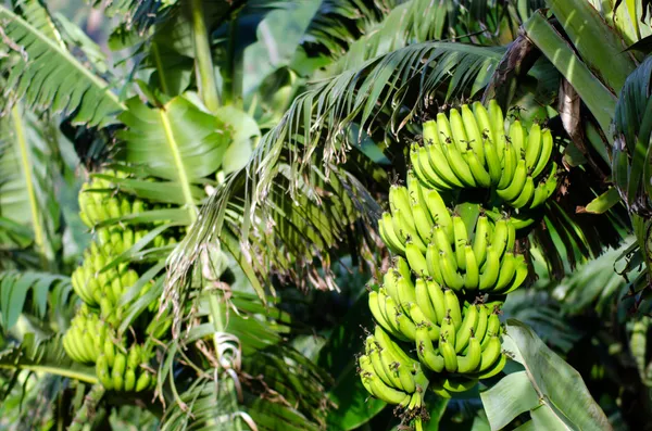 Bananenplantage — Stockfoto