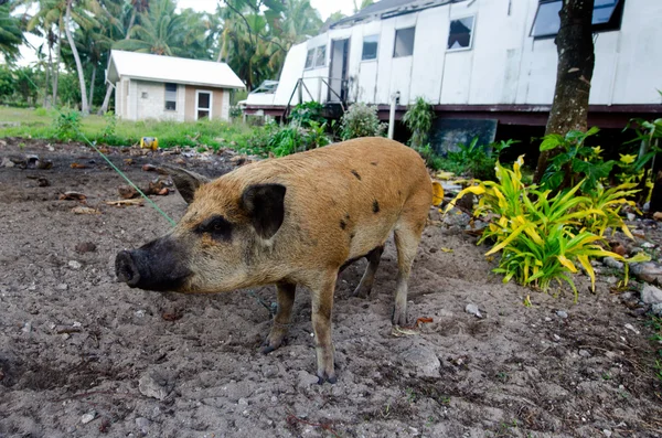 Pig - aitutaki lagune Cookeilanden — Stockfoto
