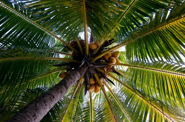 Kokosnussbaum mit Kokosnüssen — Stockfoto