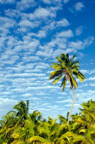 Alberi di cocco nella Laguna di Aitutaki Isole Cook — Foto Stock