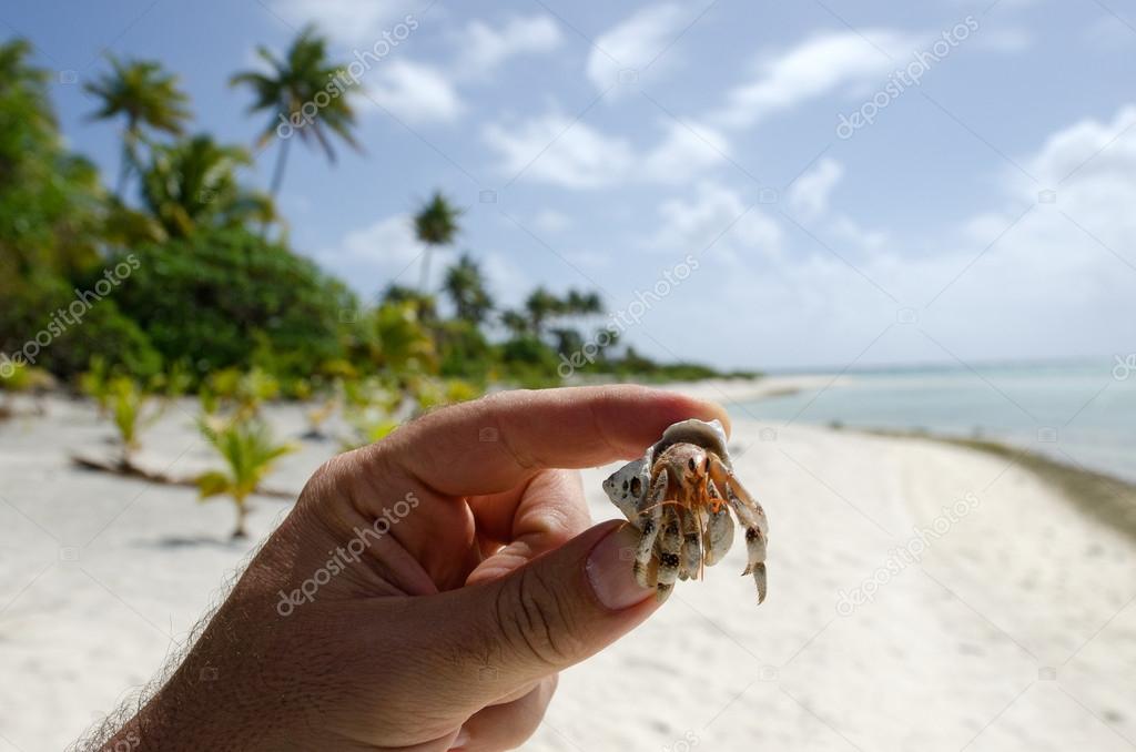 Hermit Crab - Aitutaki Lagoon Cook Islands