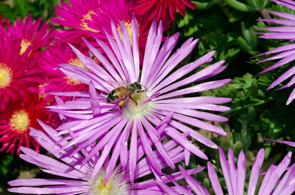 Bee samla honung — Stockfoto