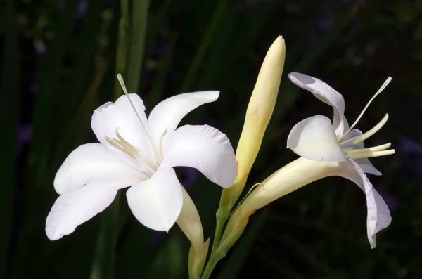 White hosta flower — Stock Photo, Image