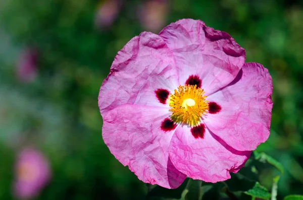 Parlak pembe çiçek — Stok fotoğraf