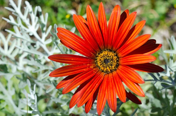 Rotes Gänseblümchen — Stockfoto