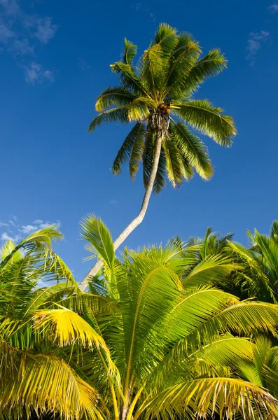 艾图塔基泻湖库克群岛椰子树 — 图库照片