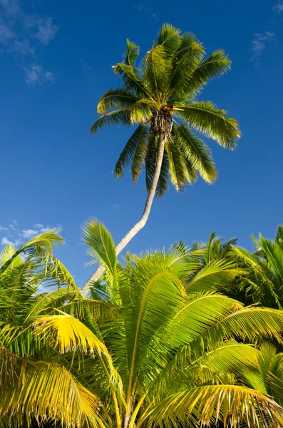 Cocoteros en aitutaki lagoon Islas cook — 스톡 사진