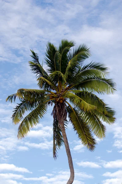 Kokosowe drzewo w Wyspy Cooka laguny aitutaki — Stockfoto