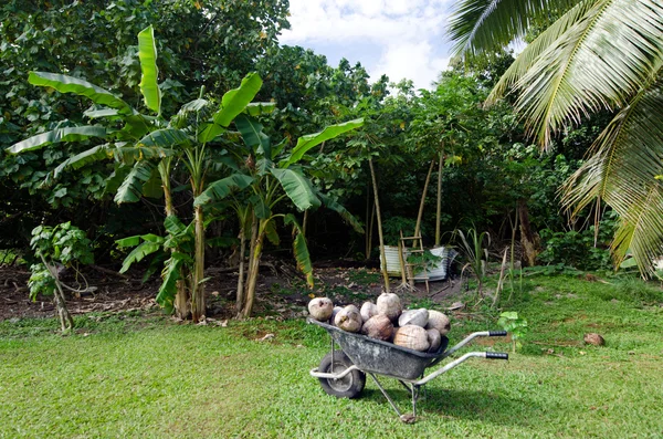 Coconuts in wheelbarrow — Stock Photo, Image
